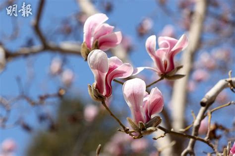 玉蘭花開花|玉蘭